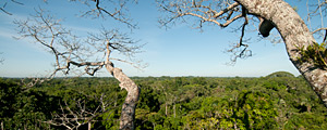 Forests